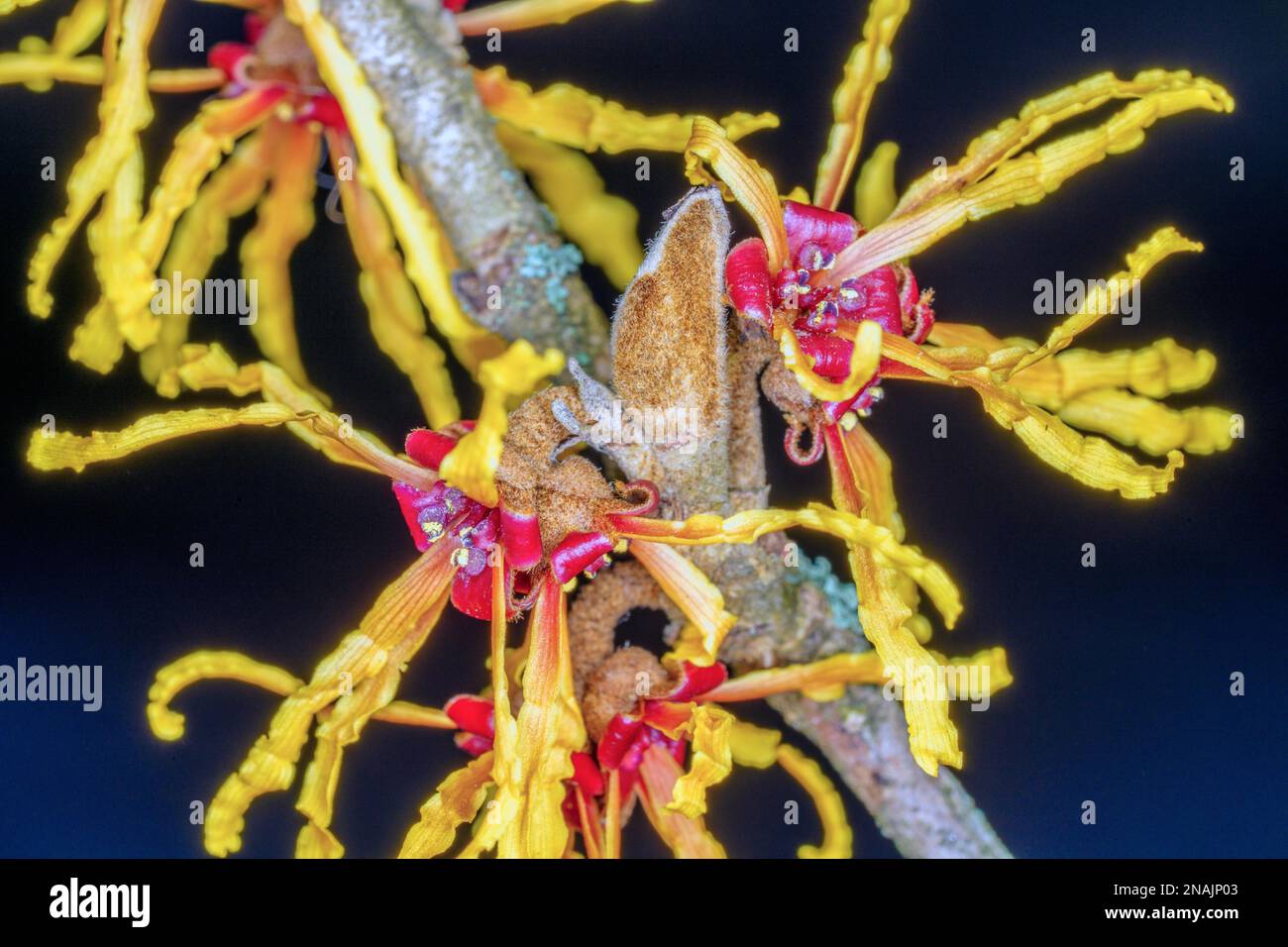 Vesna Witch Hazel in fiore Foto Stock