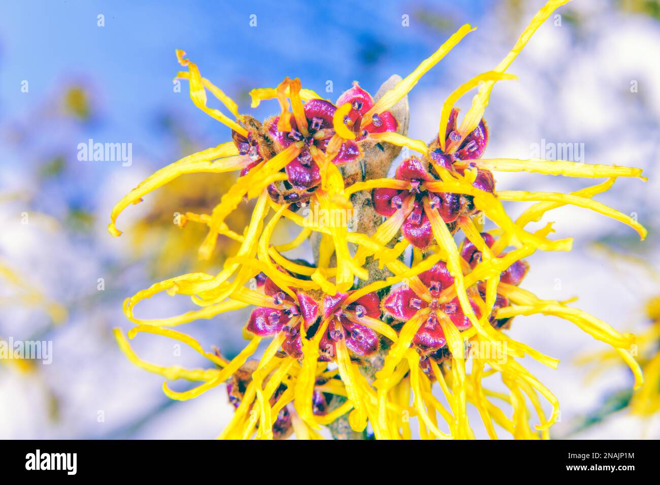 Vesna Witch Hazel in fiore Foto Stock