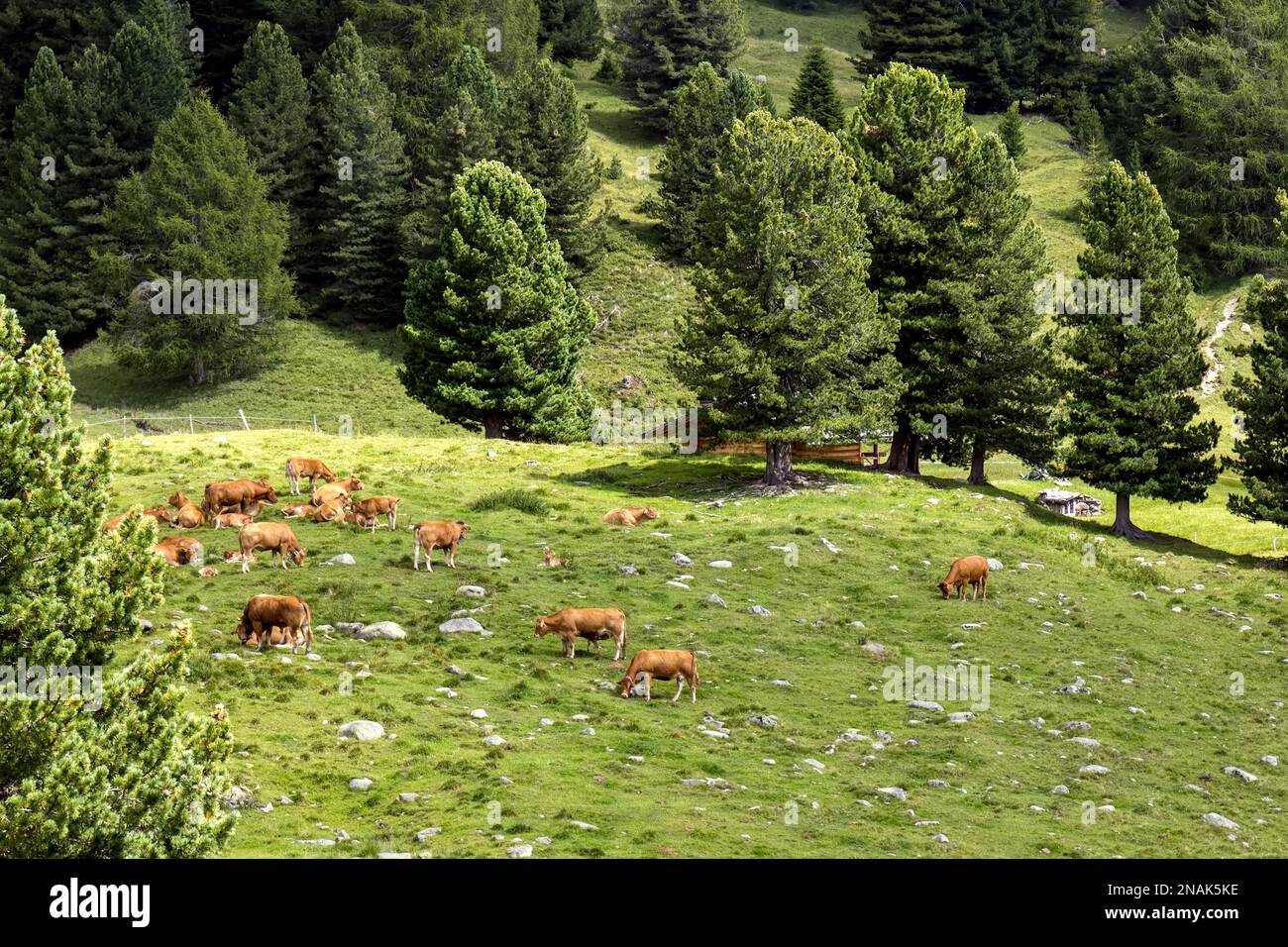 Paesaggio del Parco Naturale del Paneveggio pale di San Martino in Tonadico, Trentino, Italia Foto Stock