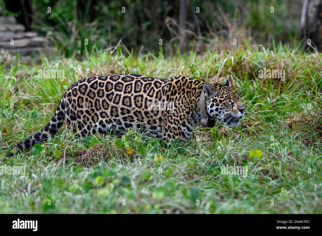 Jaguar (Panthera onca ) con collare radio seduto in erba, prigioniero, stazione di allevamento del Conservation Land Trust, Ibera Project, Esteros del Foto Stock