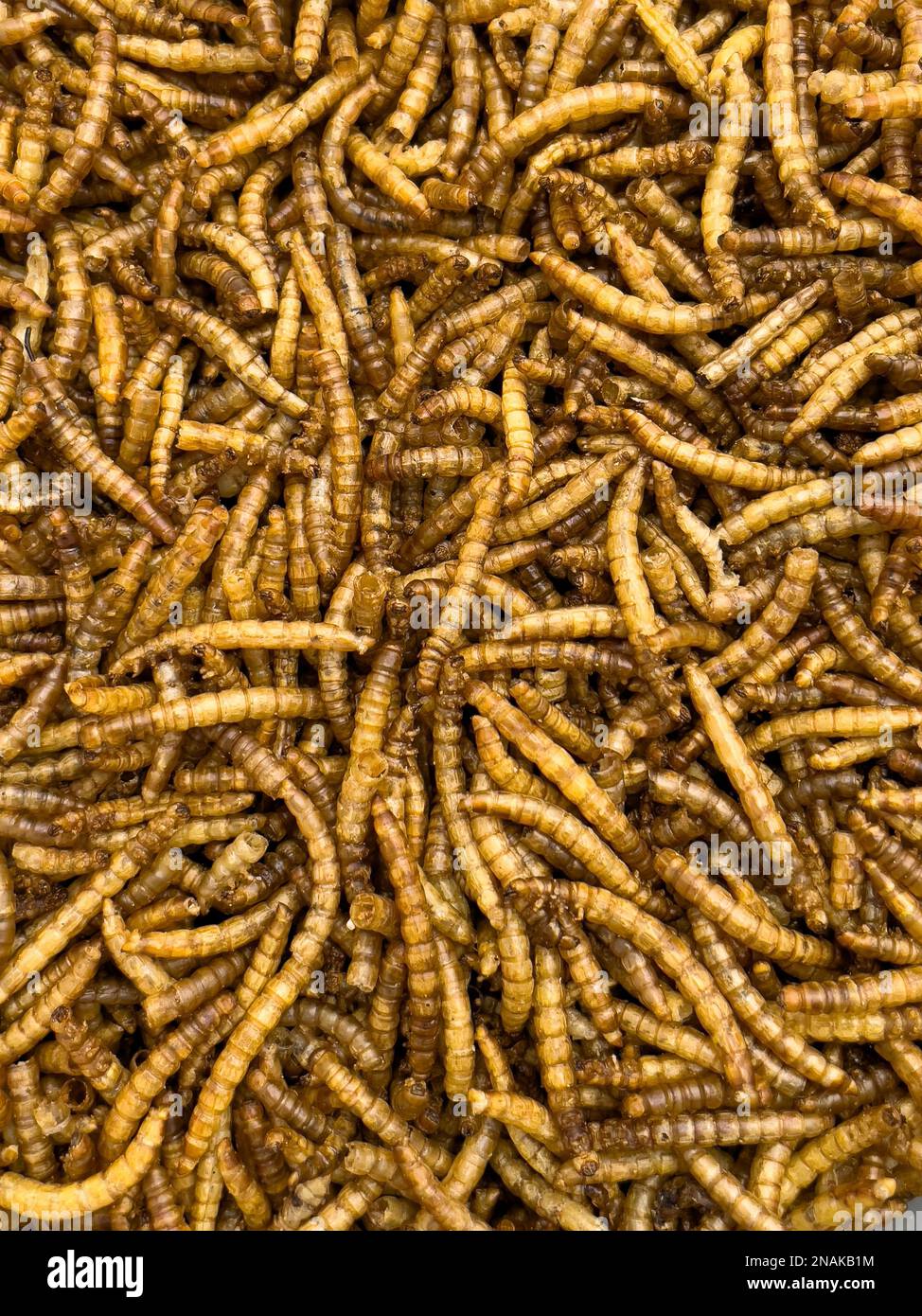 Cibo da insetti insetto cibo mealworm larve essiccate di mealworm giallo (Tenebrio molitor), Germania Foto Stock
