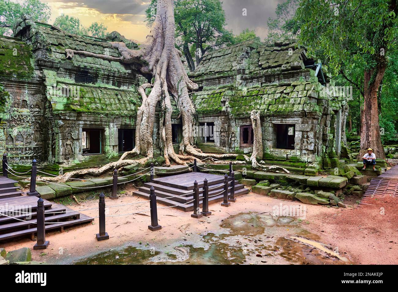 Radici di uno spung che corre lungo i templi della giungla di Ta Prohm. Siem Reap. Cambogia Foto Stock