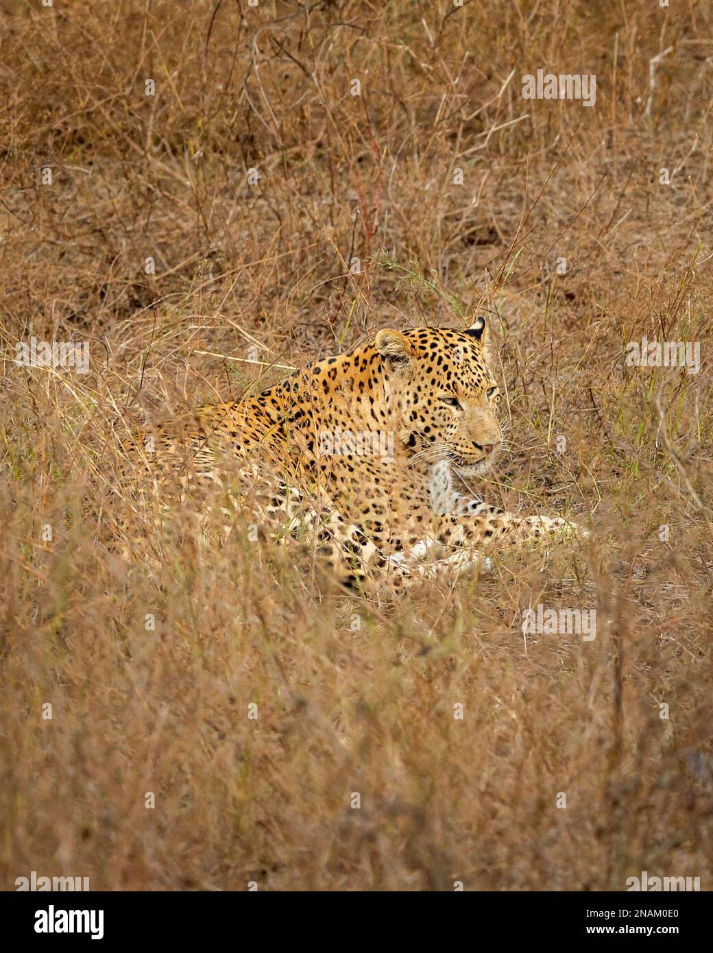 indiano selvaggio maschio leopardo o pantera o panthera pardus fusca riposante in erba nella calda stagione estiva safari all'aperto giungla a secco foresta decidua india Foto Stock