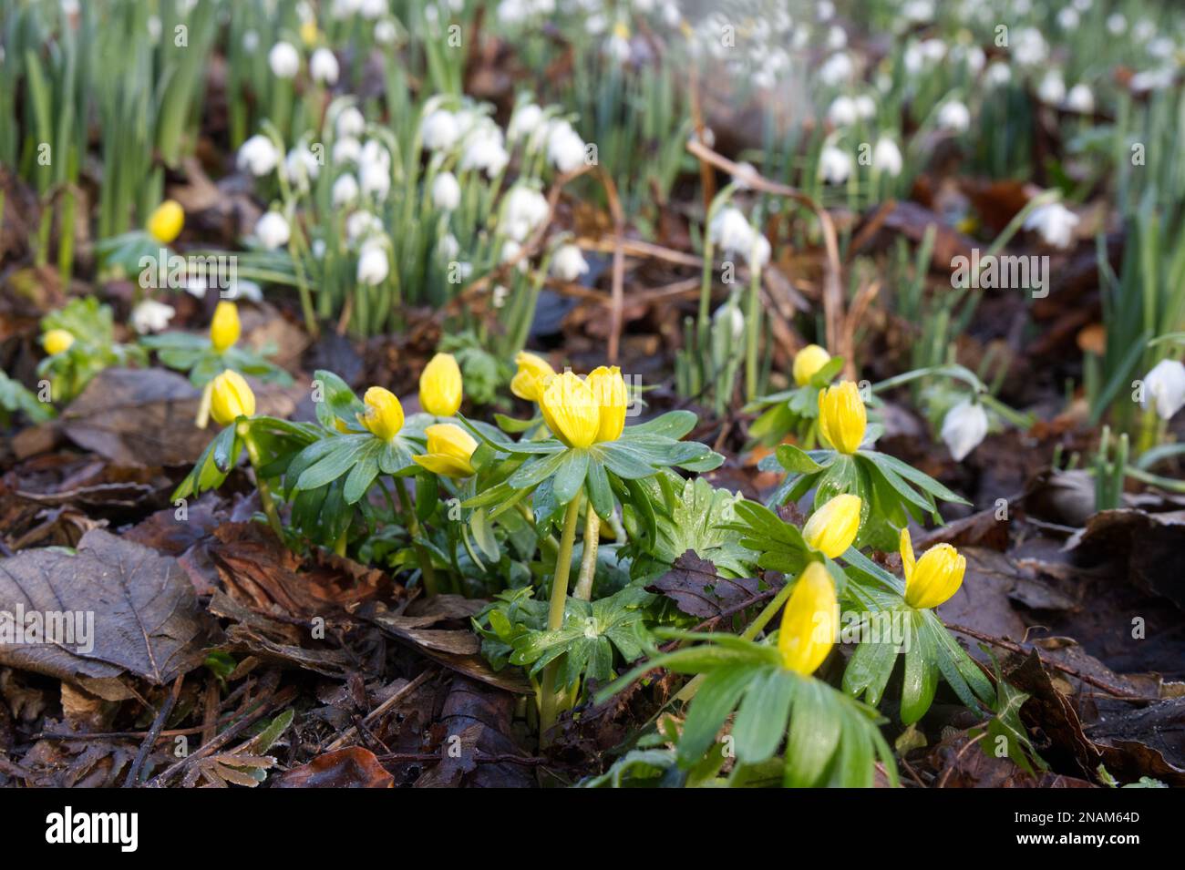 Fiori gialli di aconiti invernali, erenthis hyemalis e gocce di neve bianca, galanthus nivalis naturalizzato in un giardino boschivo britannico febbraio Foto Stock