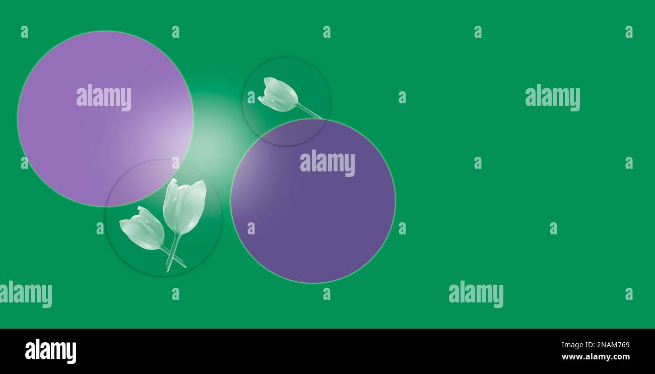 cerchi viola e sfondo verde con banner tulipani Foto Stock