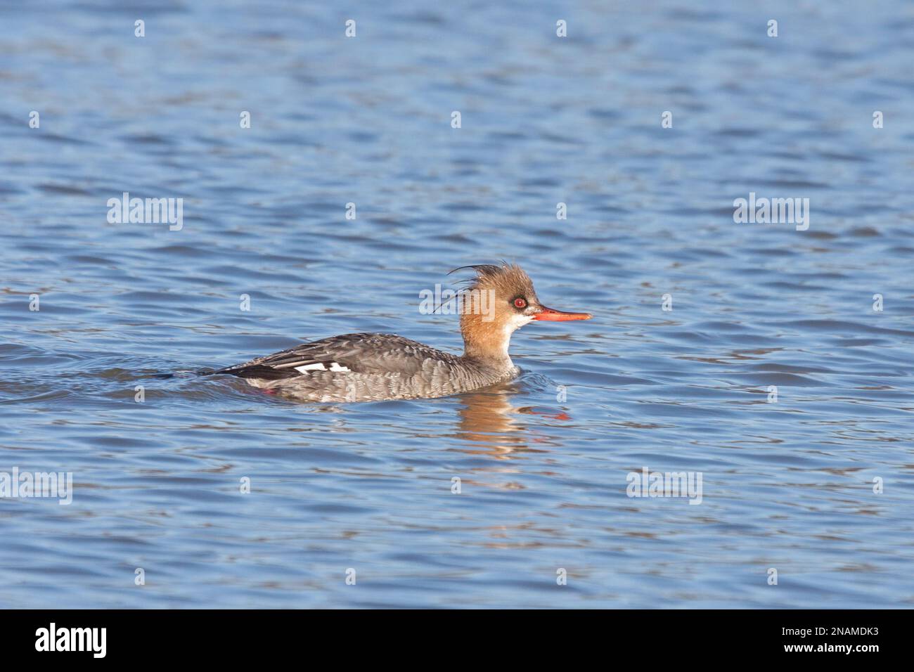 Un merganser femmina dal petto rosso si innaffia sulle acque blu increspate di un lago. Foto Stock