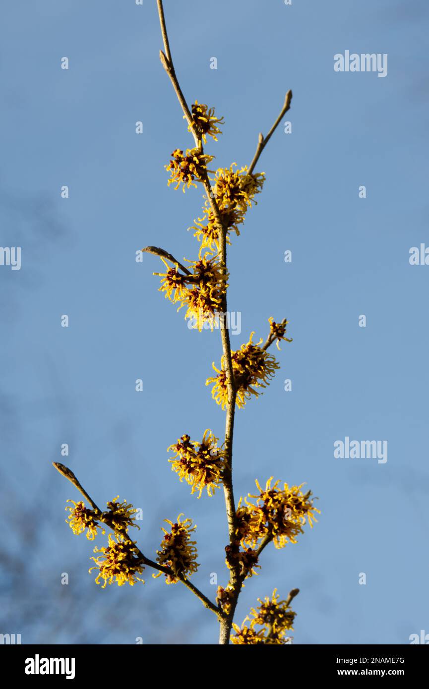 Fiori d'inverno profumati di nocciola strega anche conosciuto come Hamamelis in un giardino britannico febbraio Foto Stock