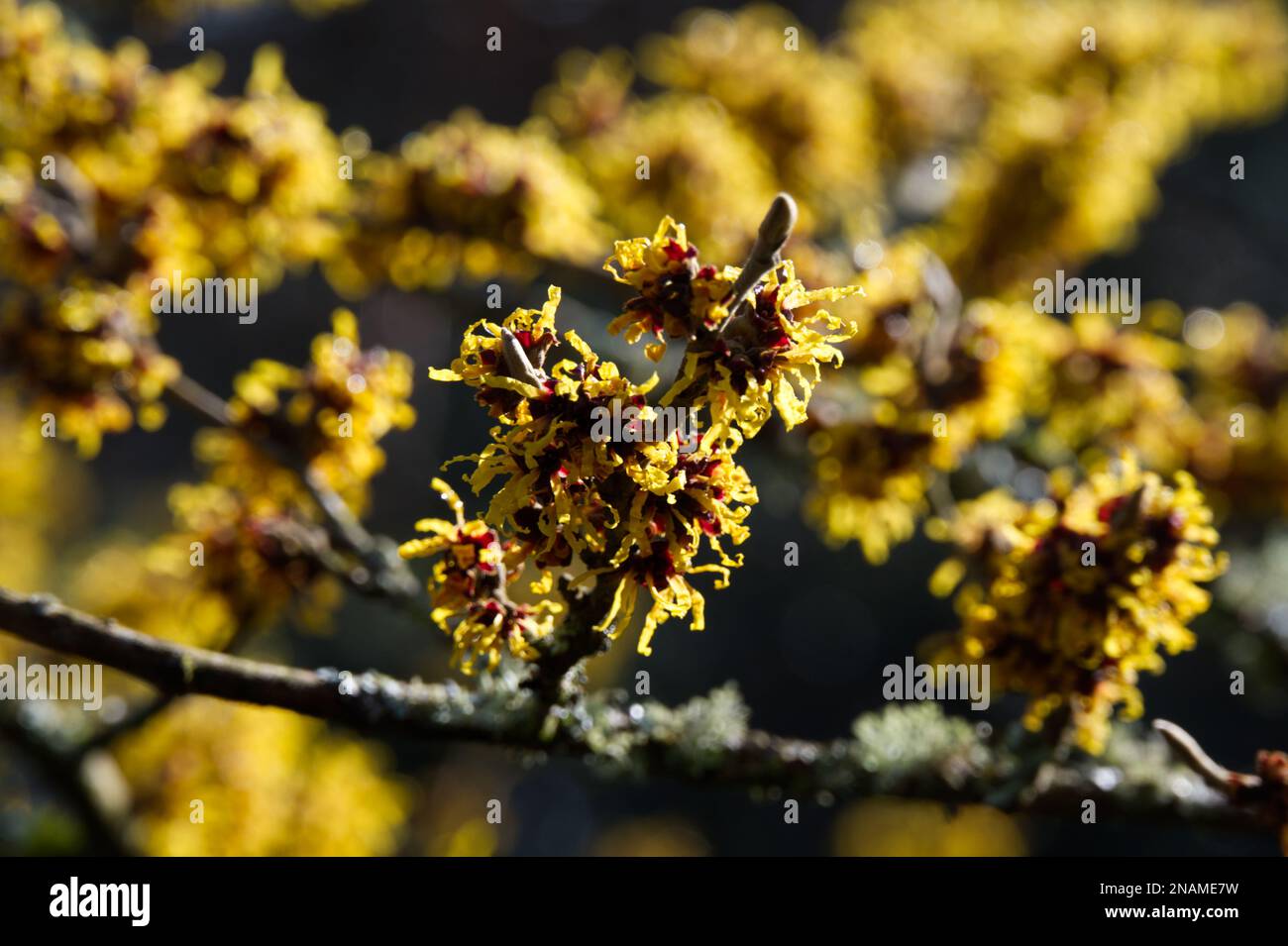 Fiori d'inverno profumati di nocciola strega anche conosciuto come Hamamelis in un giardino britannico febbraio Foto Stock