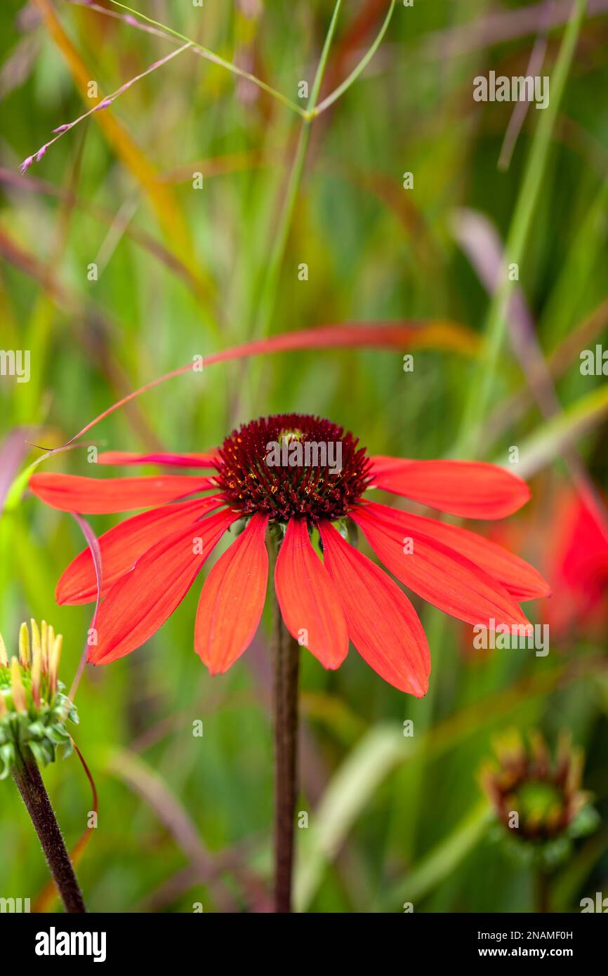 Bellissimo coniflower rosso (Echinacea) nel giardino Foto Stock