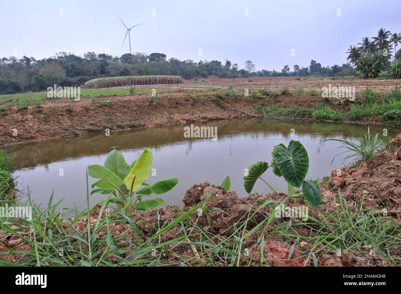 Coltivatori scaveranno fonti per immagazzinare acqua per uso durante la stagione asciutta. E popolarmente piantò perenni vari dal stagno per impedire erosione di suolo. Foto Stock