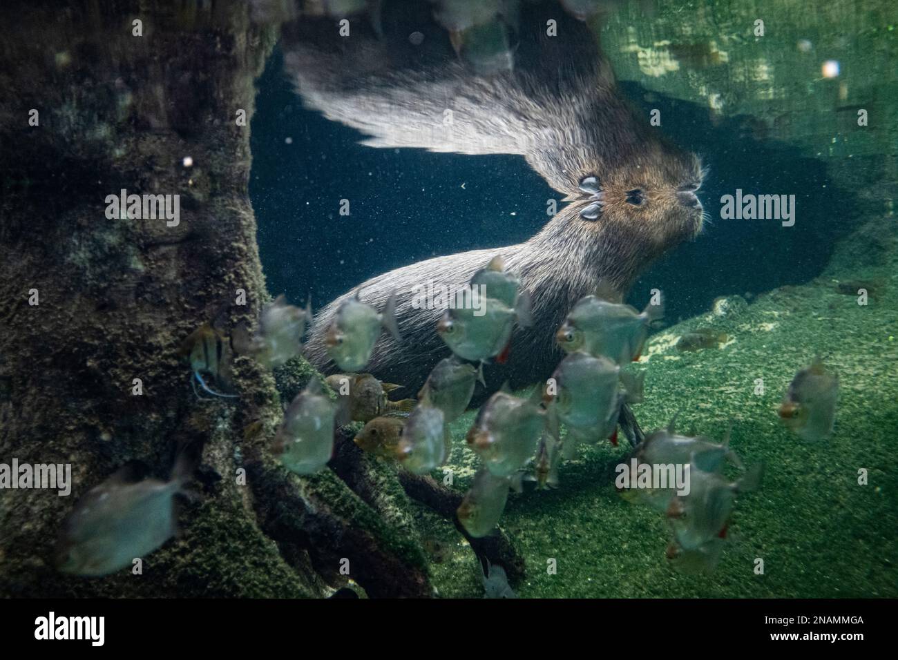 Capybara animale roditore nuotare sott'acqua in un fiume tropicale con acqua di riflessione Foto Stock