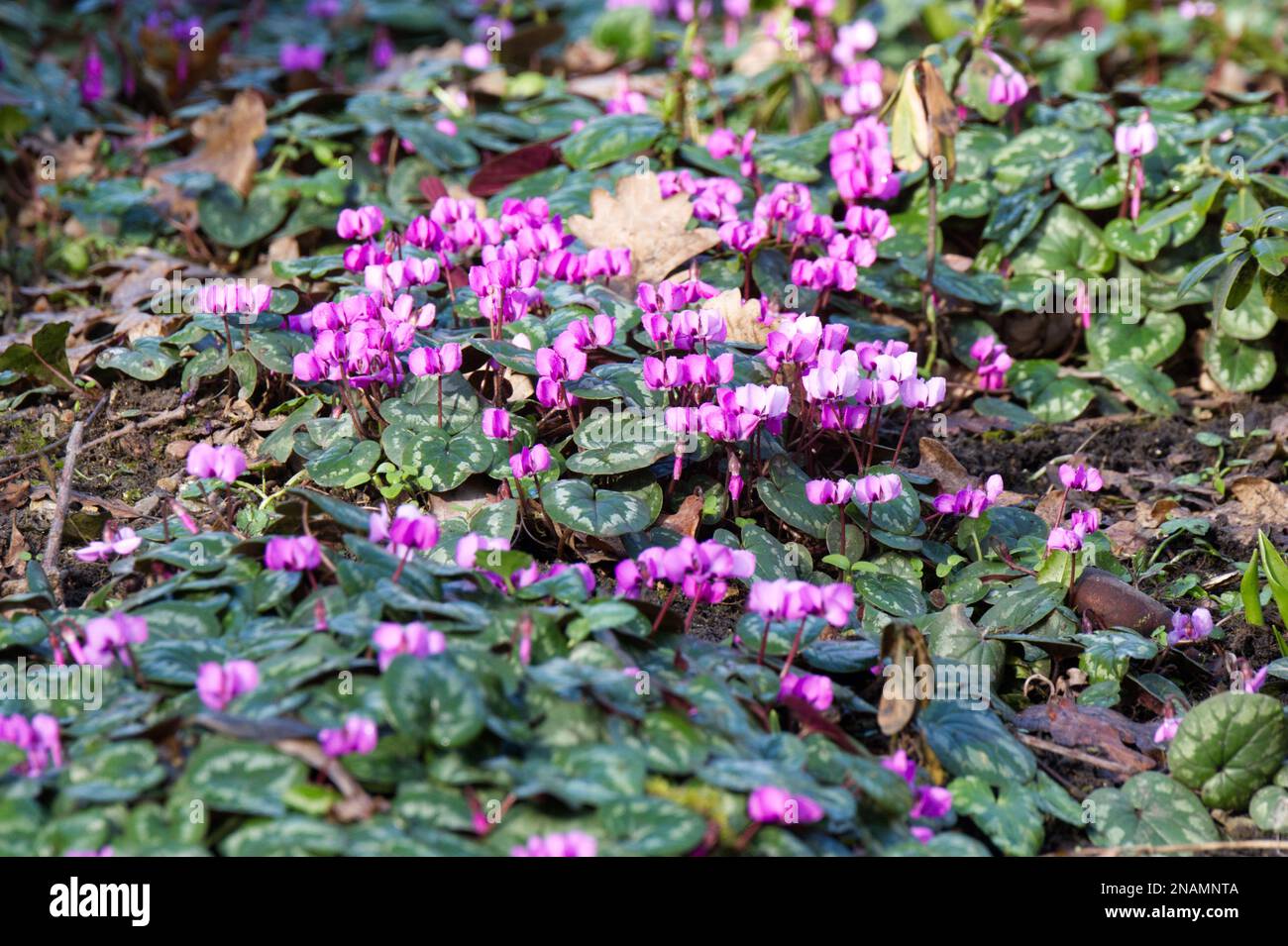 Tappeto di vivace rosa e magenta ciclamino coum crescere attraverso foglie cucciolata in un ombroso giardino cottage boschivo UK febbraio Foto Stock