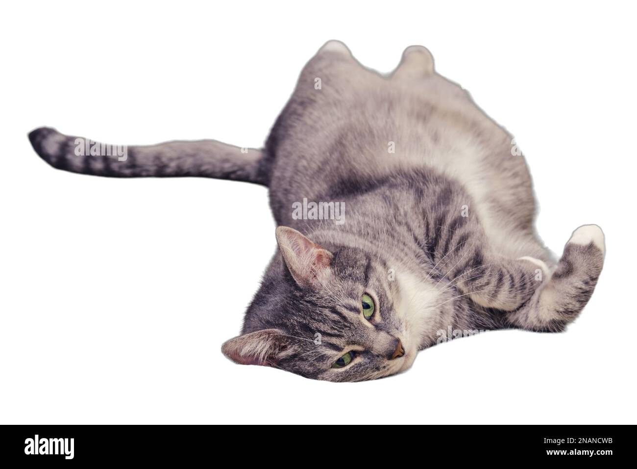 Divertente gatto grasso lecca su un letto a casa e guarda la macchina fotografica con gli occhi verdi, isolato su uno sfondo bianco Foto Stock