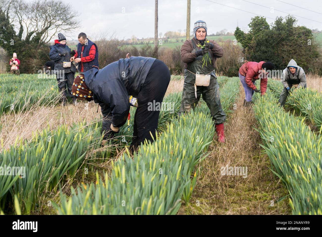 Bandon, West Cork, Irlanda. 13th Feb, 2023. La raccolta di Daffodil è in pieno svolgimento in una fattoria appena fuori Bandon. La maggior parte delle narcisi sono esportate in Olanda. Credit: AG News/Alamy Live News Foto Stock