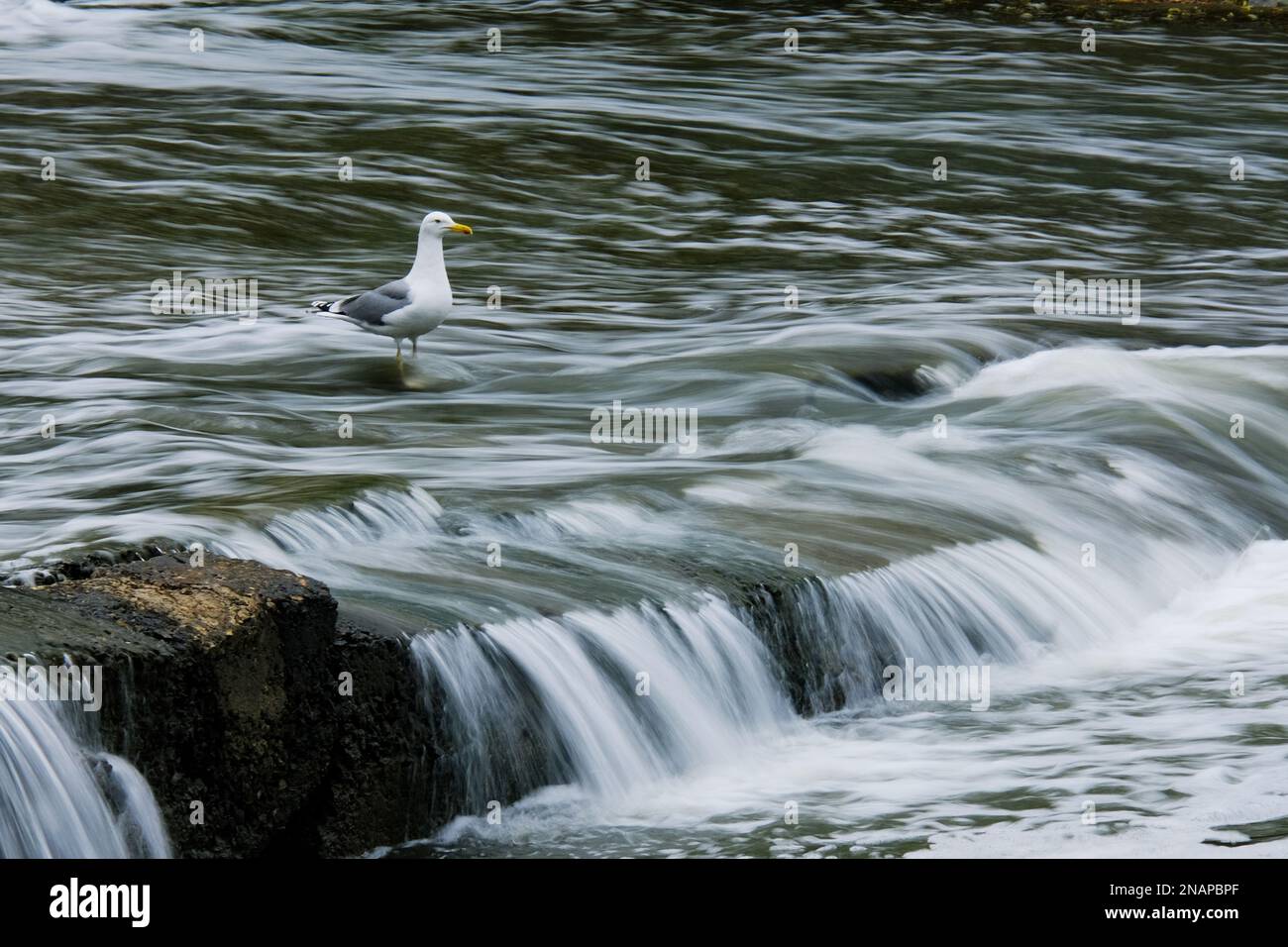 Un gabbiano che sorvola una cascata. Foto di alta qualità Foto Stock