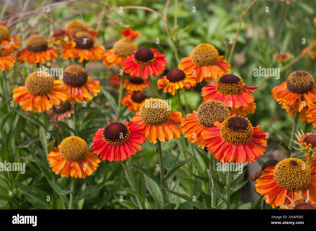 Orange Helenium Autumnale Short e Sassy Foto Stock