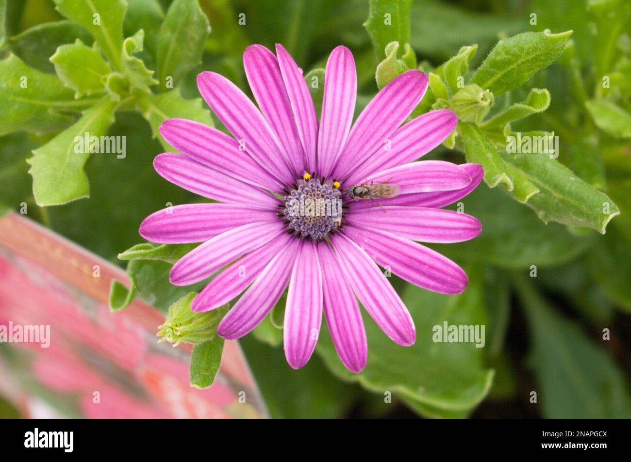 Osteospermum Nairobi Daisy africana viola Foto Stock