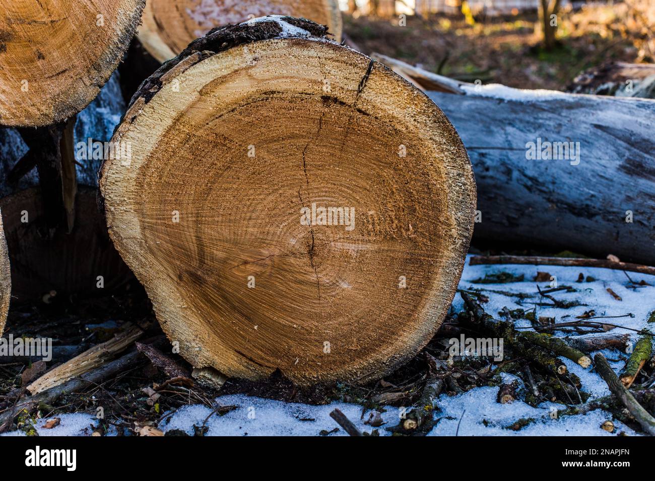 Il pezzo tagliato di tronchi spessi che giacciono sul terreno. Registrazione di vecchi alberi malati. Fresco tagliare un albero in inverno sulla strada. Foto Stock