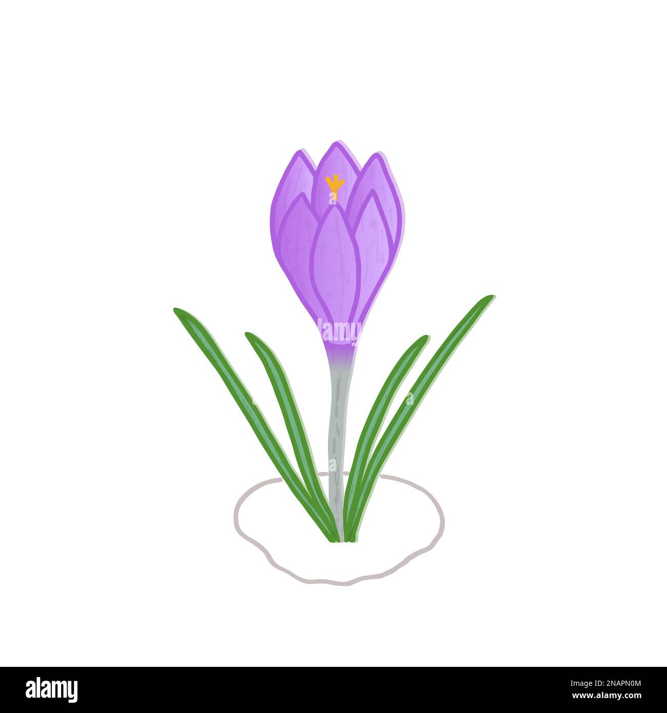 Fiore primaverile primaverile viola Crocus cresce su macchie scongelate. Semplice disegno a mano multicolore in stile doodle. Isolato su sfondo bianco. Illustrazione Vettoriale