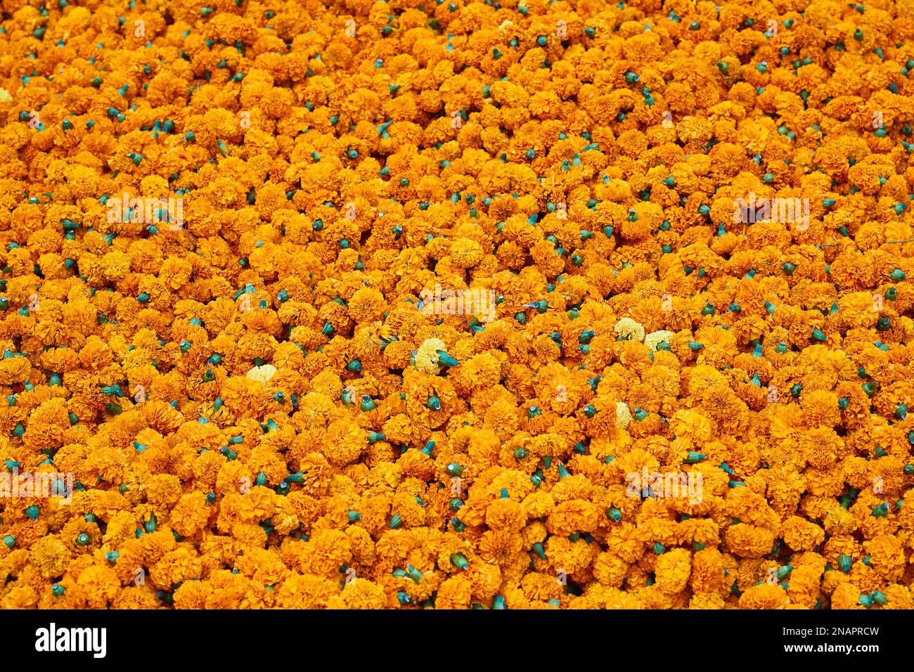 Centinaia di fiori di garofano arancione per la decorazione su Divali Delhi, Delhi, India Foto Stock