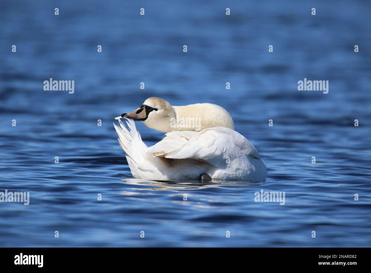 Muto cigno Cygnus colore preening coda piume su un lago blu in inverno Foto Stock