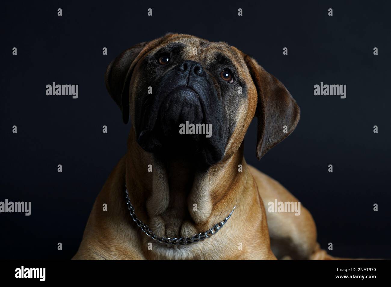 Bullmastiff cane di fronte a uno sfondo nero in studio. Foto Stock