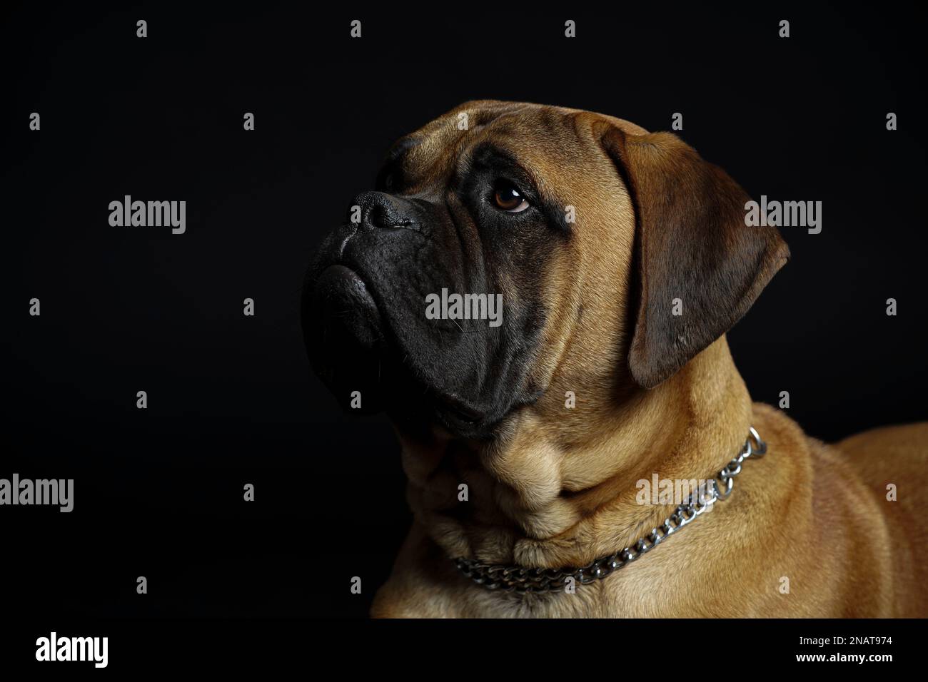 Bullmastiff cane di fronte a uno sfondo nero in studio. Foto Stock