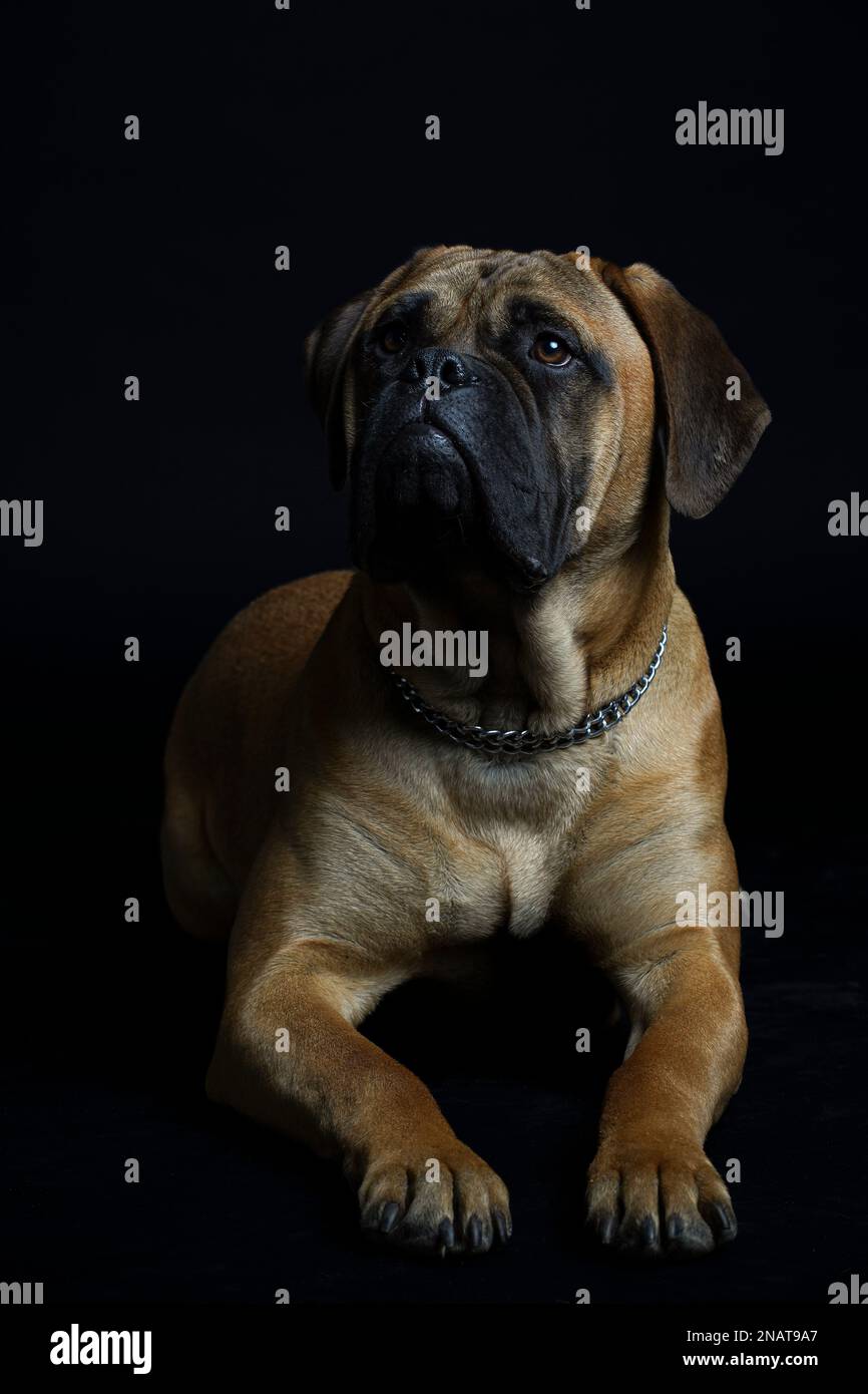 Bullmastiff cane di fronte a uno sfondo nero in studio. Foto Stock