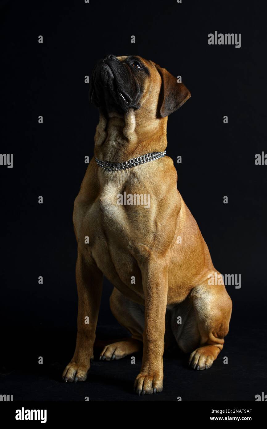 Bullmastiff cane di fronte a uno sfondo nero in studio. Foto Stock