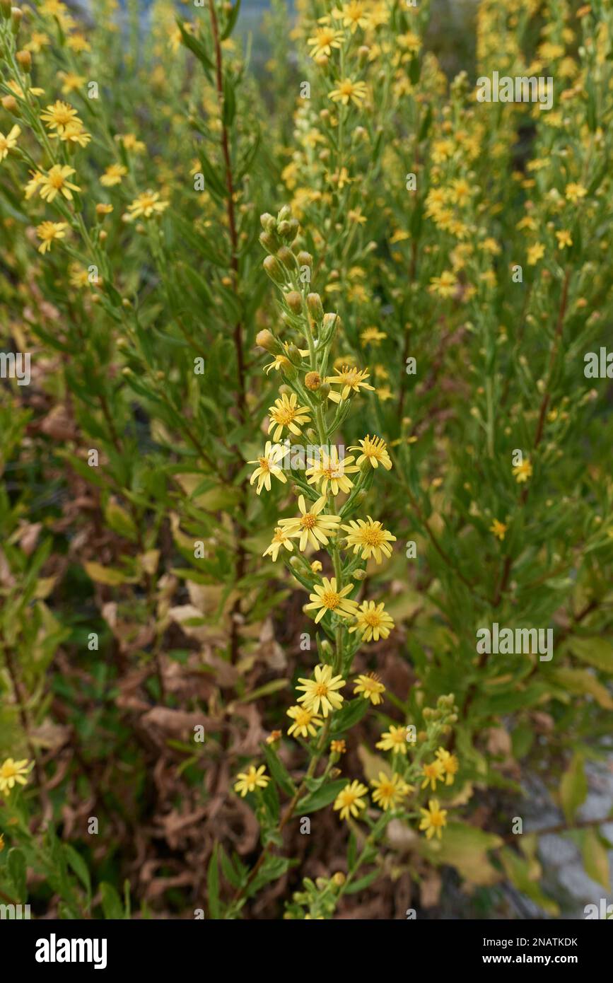 Dittrichia viscosa fiori gialli Foto Stock