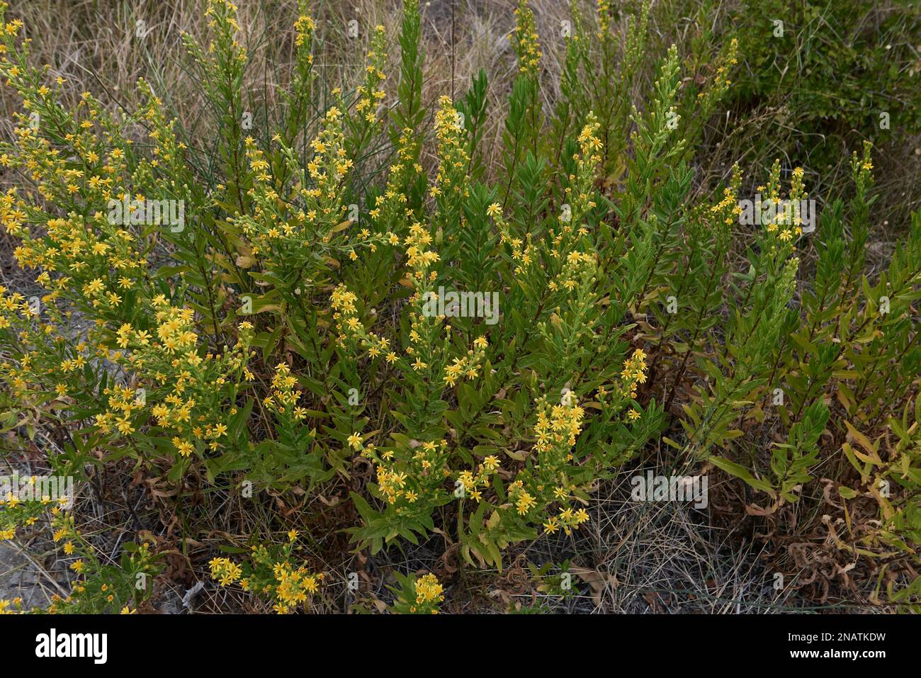 Dittrichia viscosa fiori gialli Foto Stock