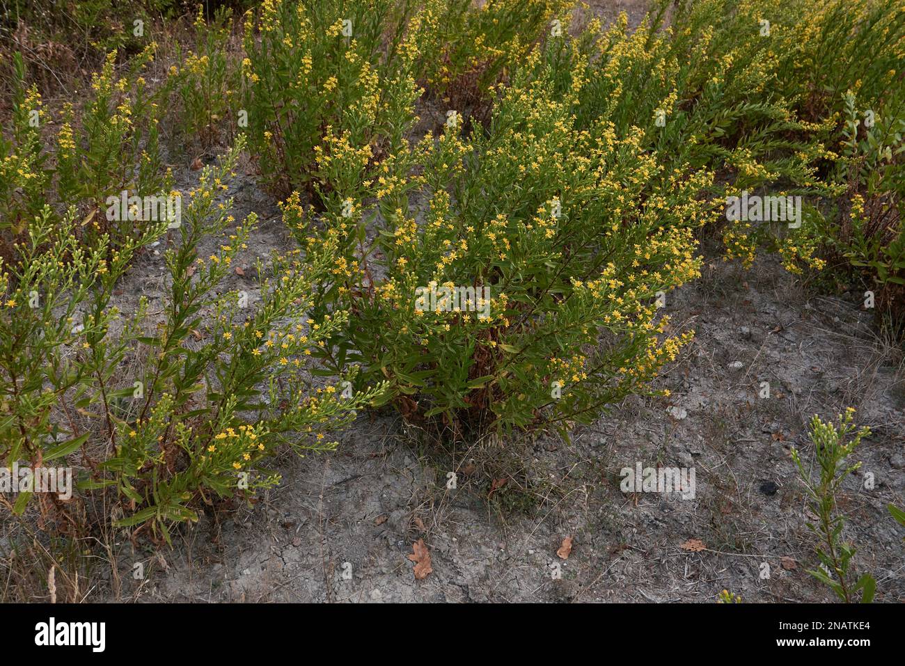 Dittrichia viscosa fiori gialli Foto Stock