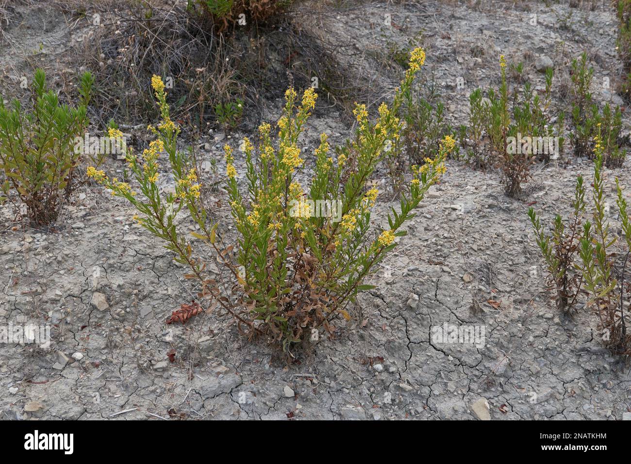Dittrichia viscosa fiori gialli Foto Stock
