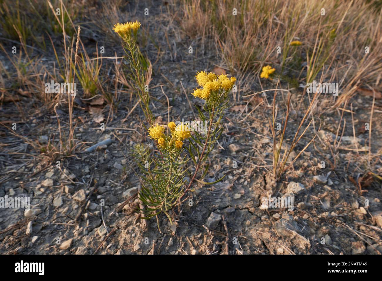 Galatella linosyris fiori gialli Foto Stock