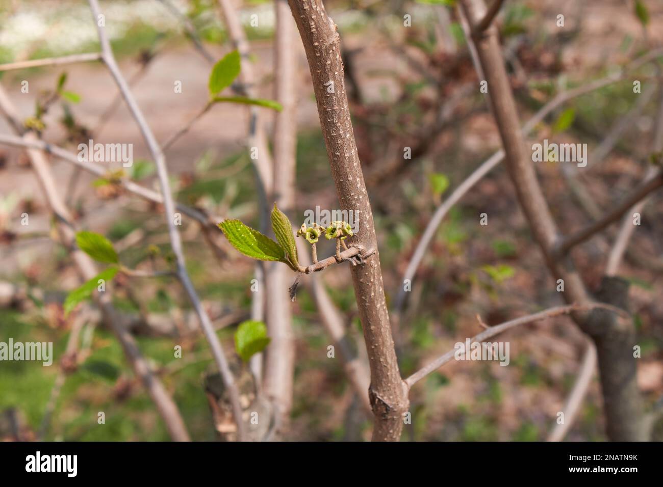 Hamamelis virginiana foglie fresche Foto Stock