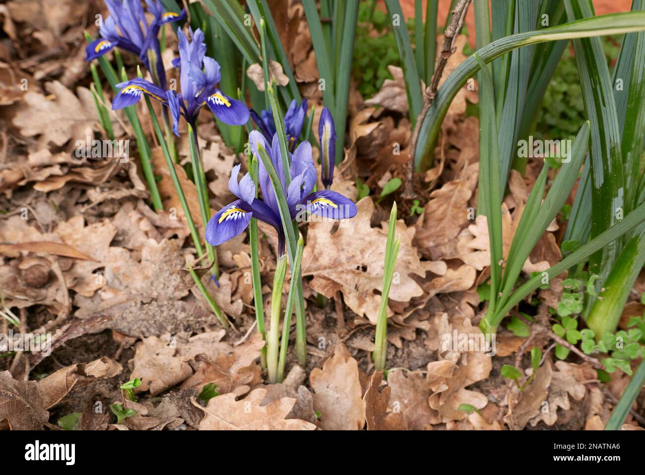 Iris reticulata fiori blu Foto Stock