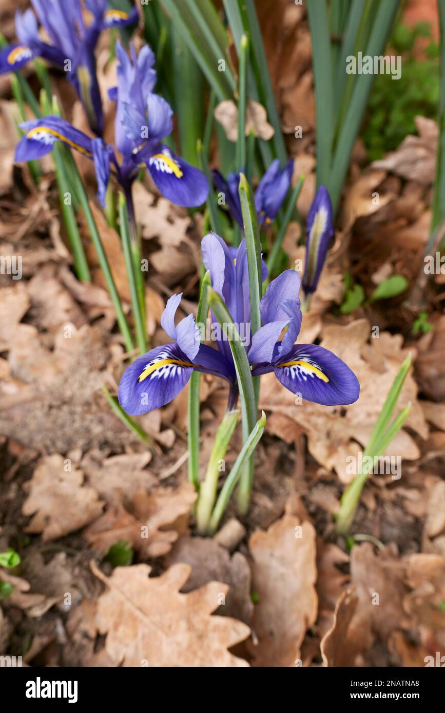 Iris reticulata fiori blu Foto Stock