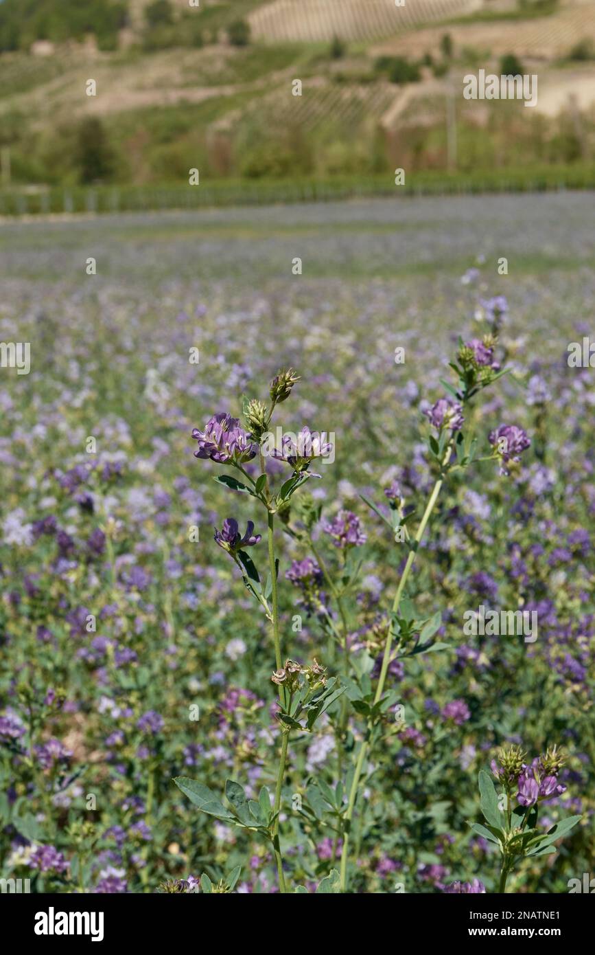 Medicago sativa fiore primo piano Foto Stock