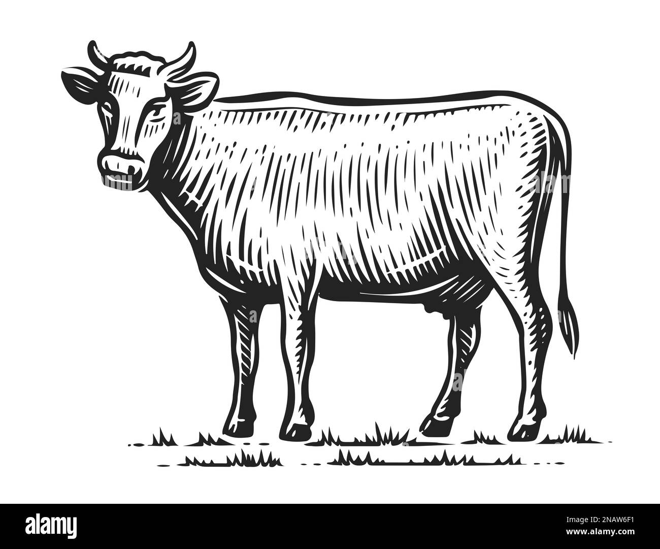 Milch Cow in piedi a tutta lunghezza, vista laterale in stile schizzo. Animale di fattoria isolato. Illustrazione vintage disegnata a mano Foto Stock