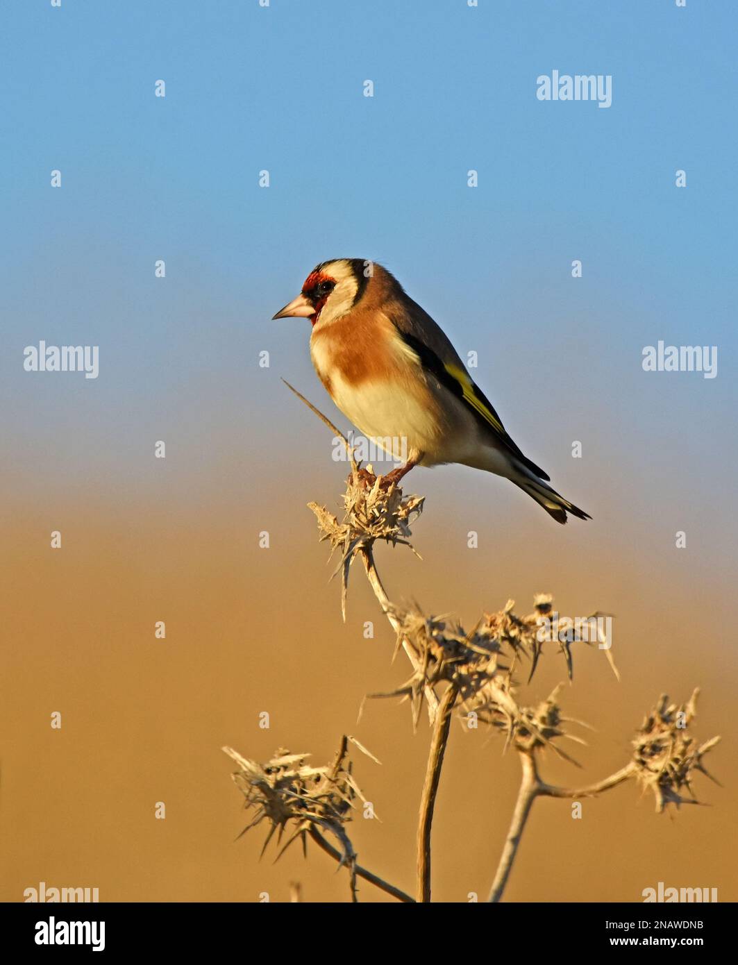 Goldfinch su cardo secco Foto Stock