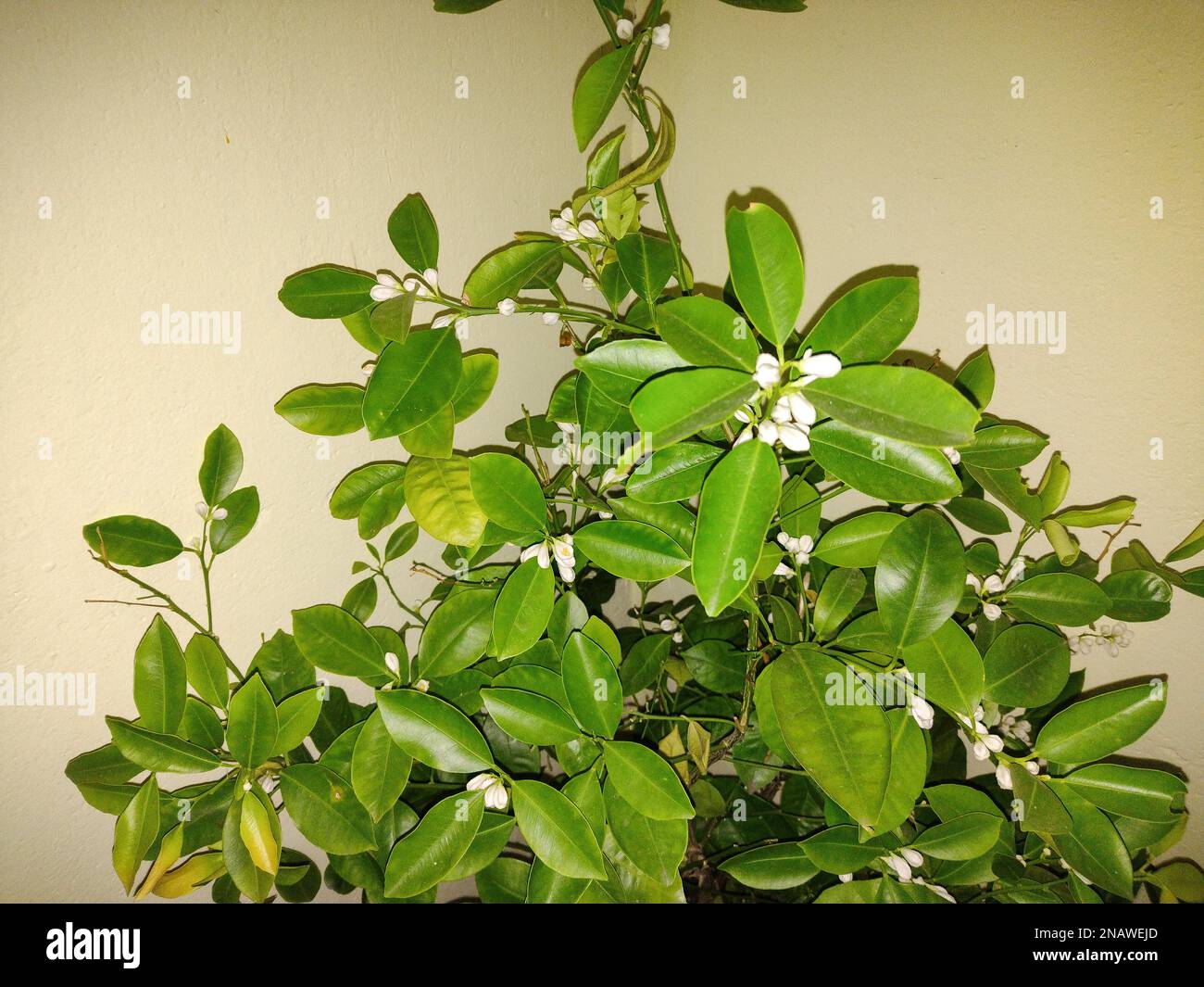 Impianto di calce Bearss. Latifolia di agrumi Foto Stock