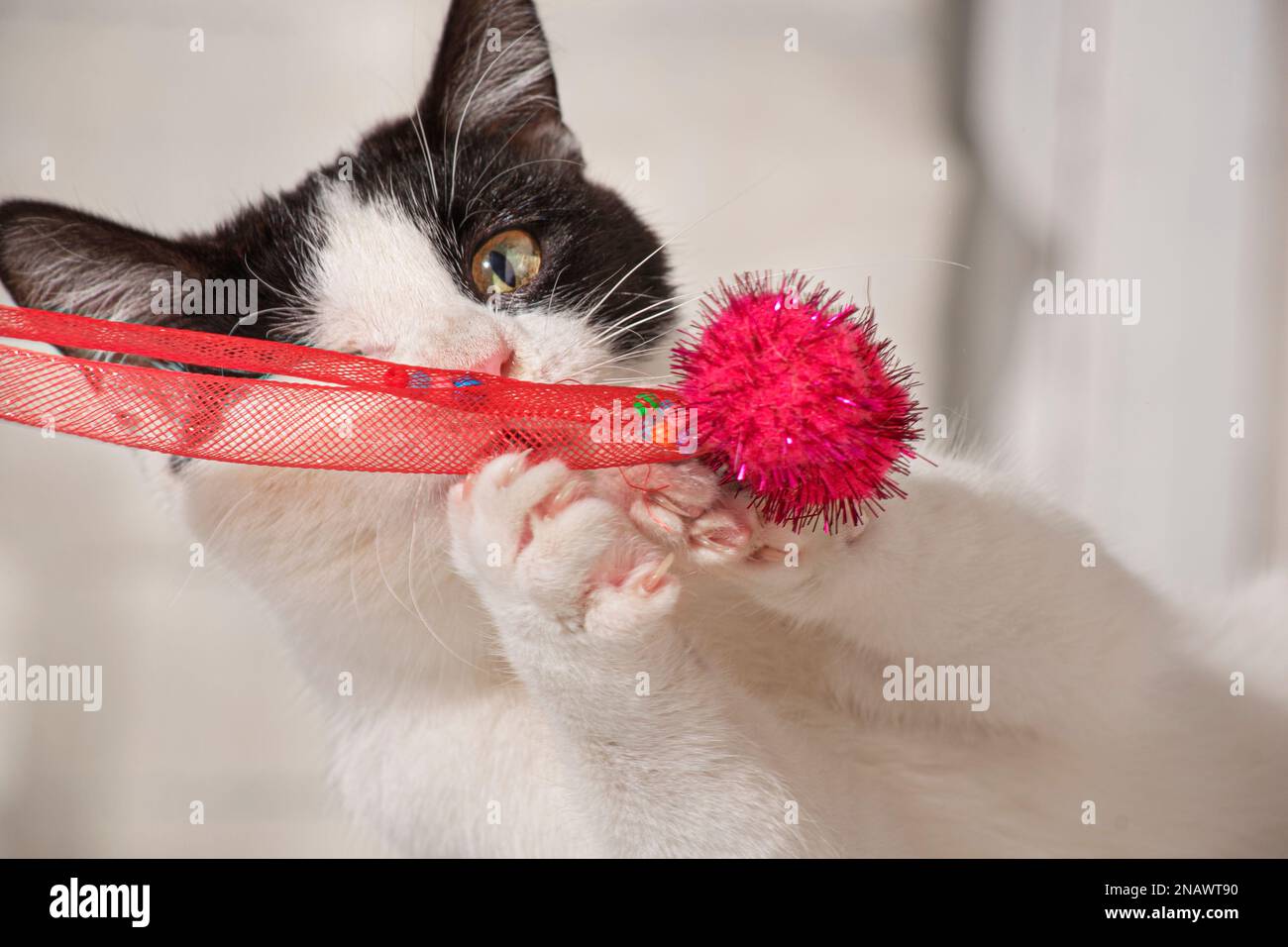 Gatto che gioca Foto Stock