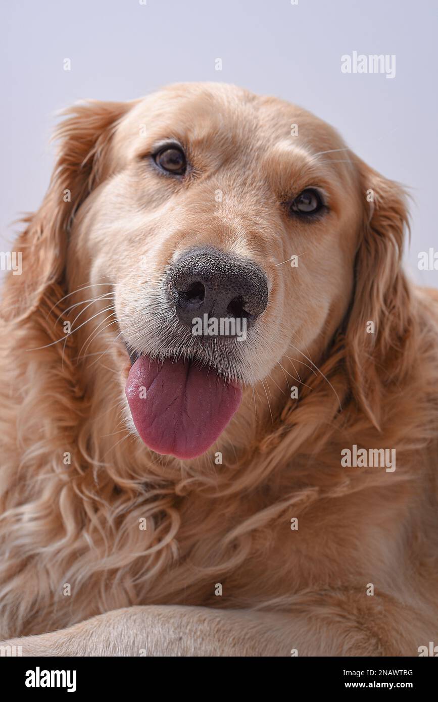 Bel ritratto di Cute Golden Retriever Dog. Foto Stock