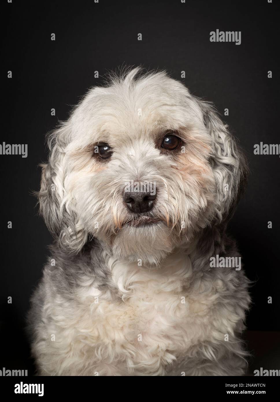 Ritratto del cane Foto Stock