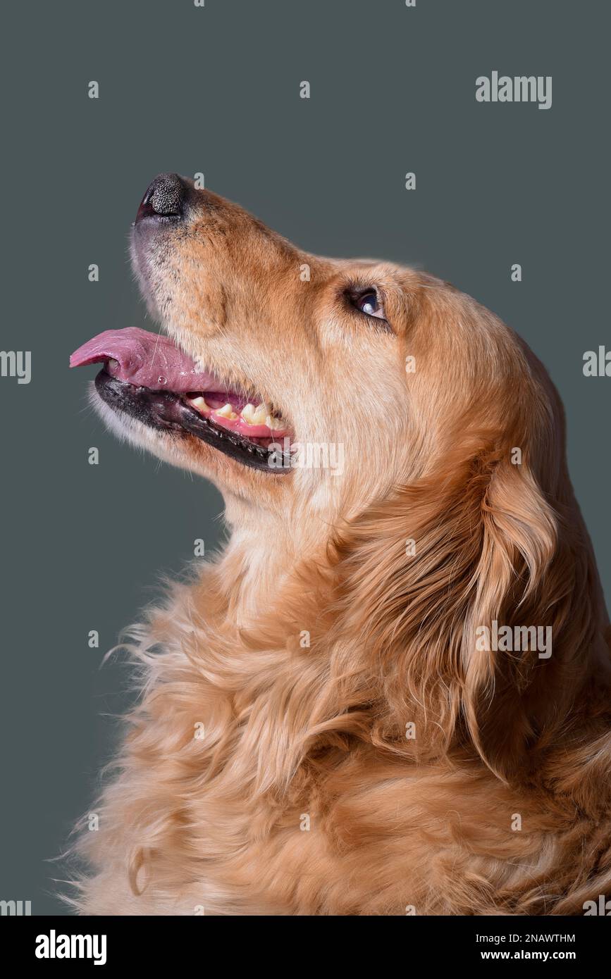 Bel ritratto di Cute Golden Retriever Dog guardando in alto. Foto Stock