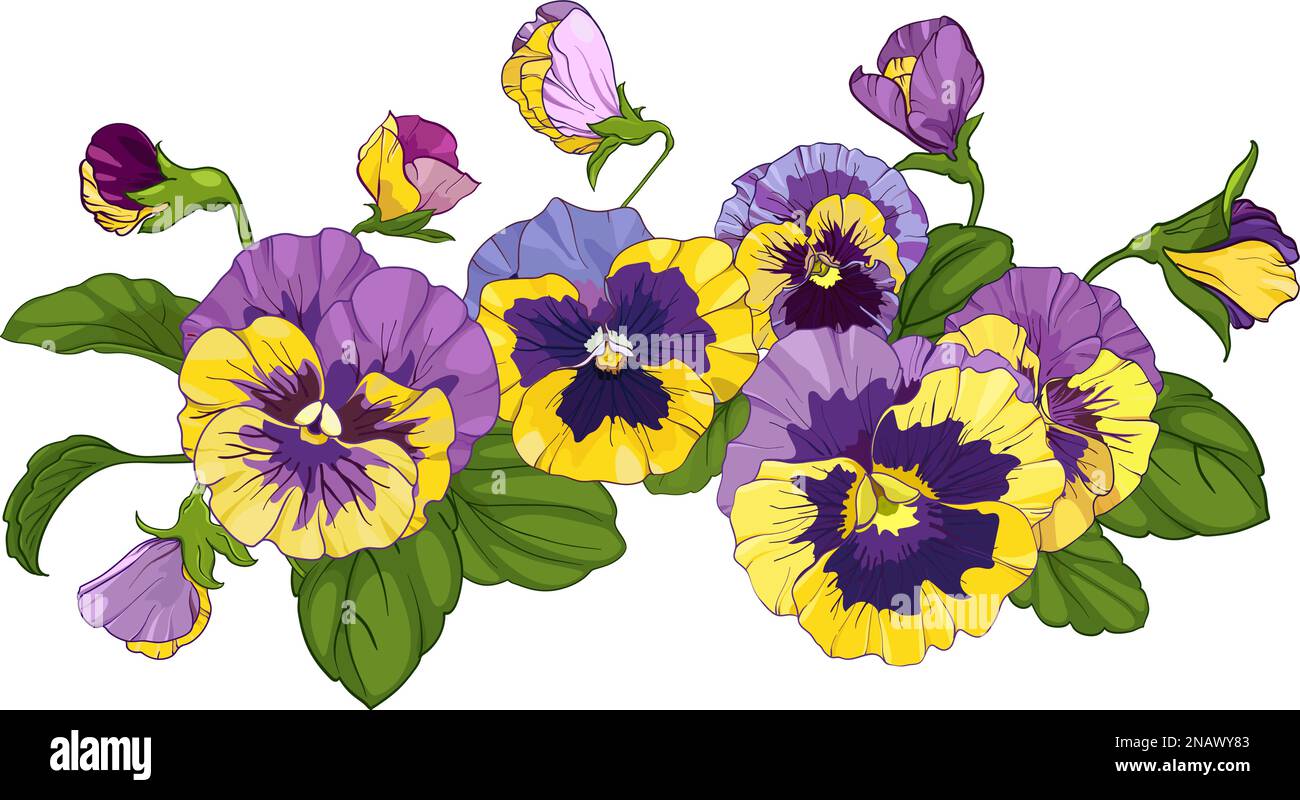 composizione floreale di pansie isolate su sfondo bianco. mazzi di viola, fiori gialli e viola foglie verdi. Illustrazione vettoriale Illustrazione Vettoriale