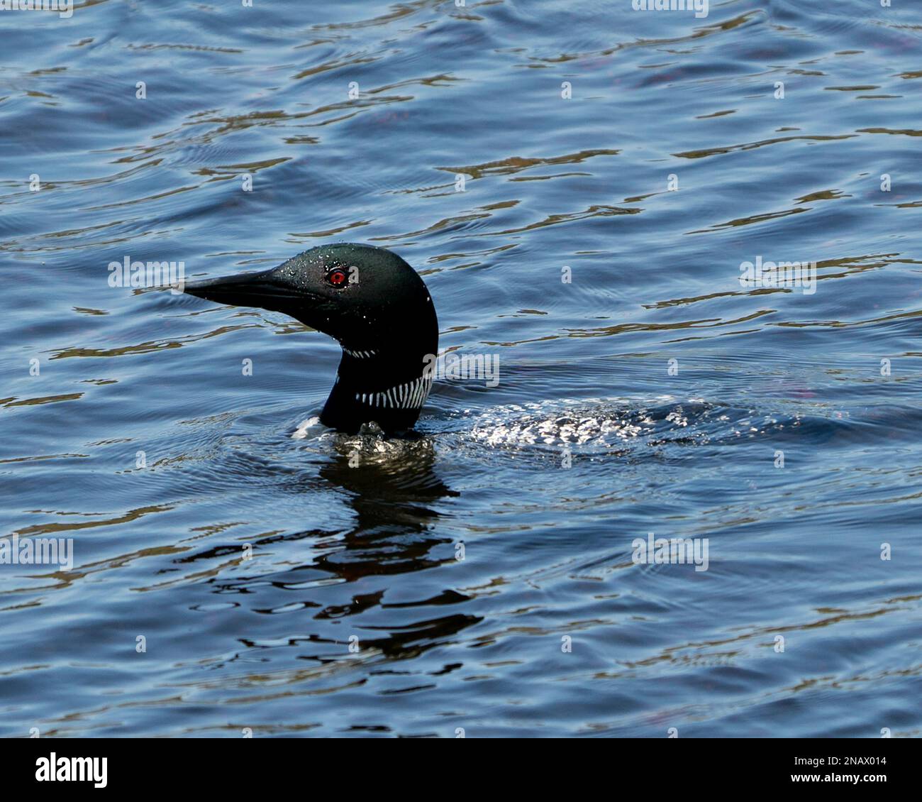 Common Loon testa ripresa primo piano vista del profilo nuoto nel lago nel suo ambiente e habitat. Loon in Wetland Image. Lago Loon on. Scorta fotografica Loon Foto Stock