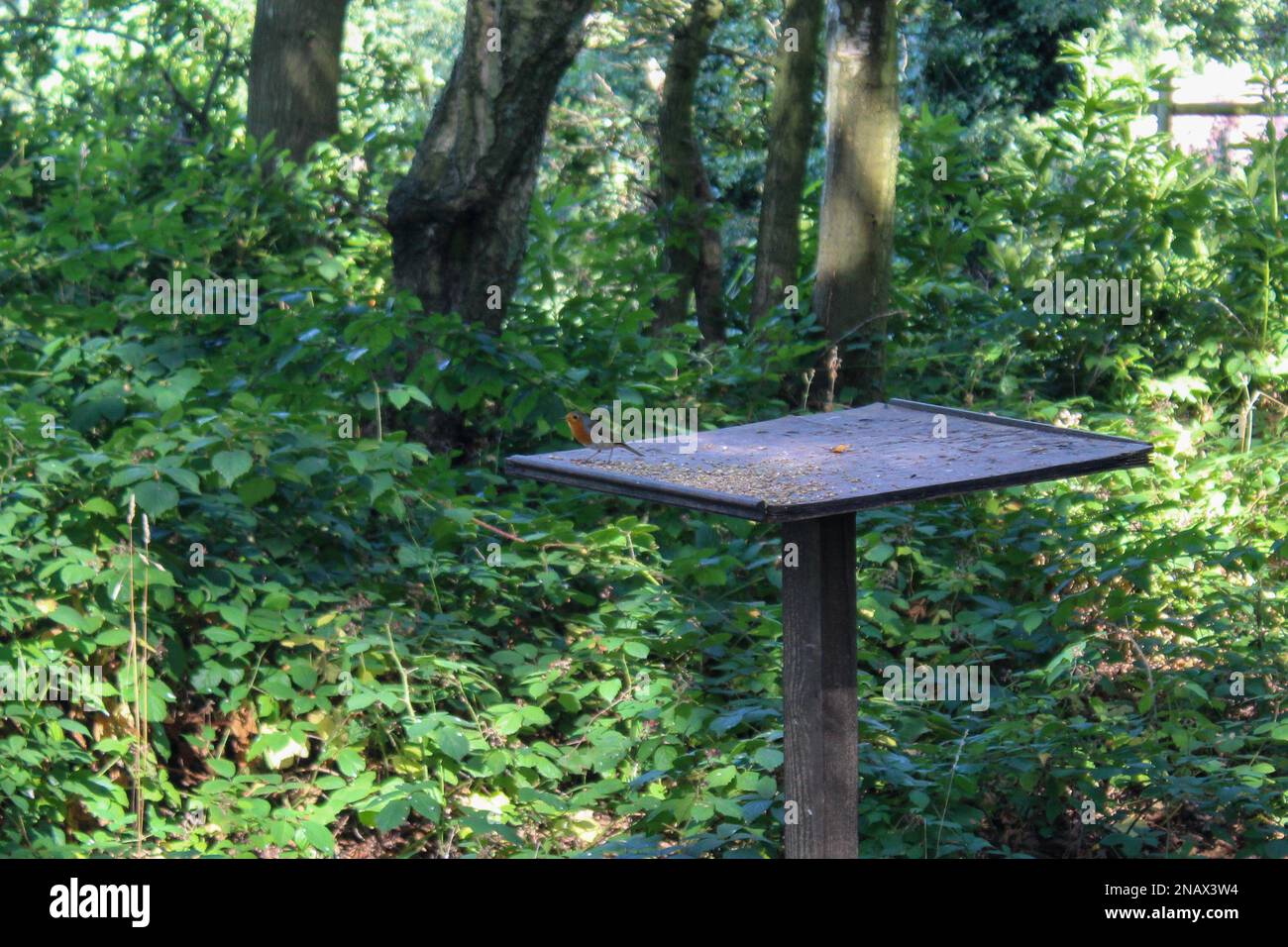 Robin su Bird Feeder Foto Stock