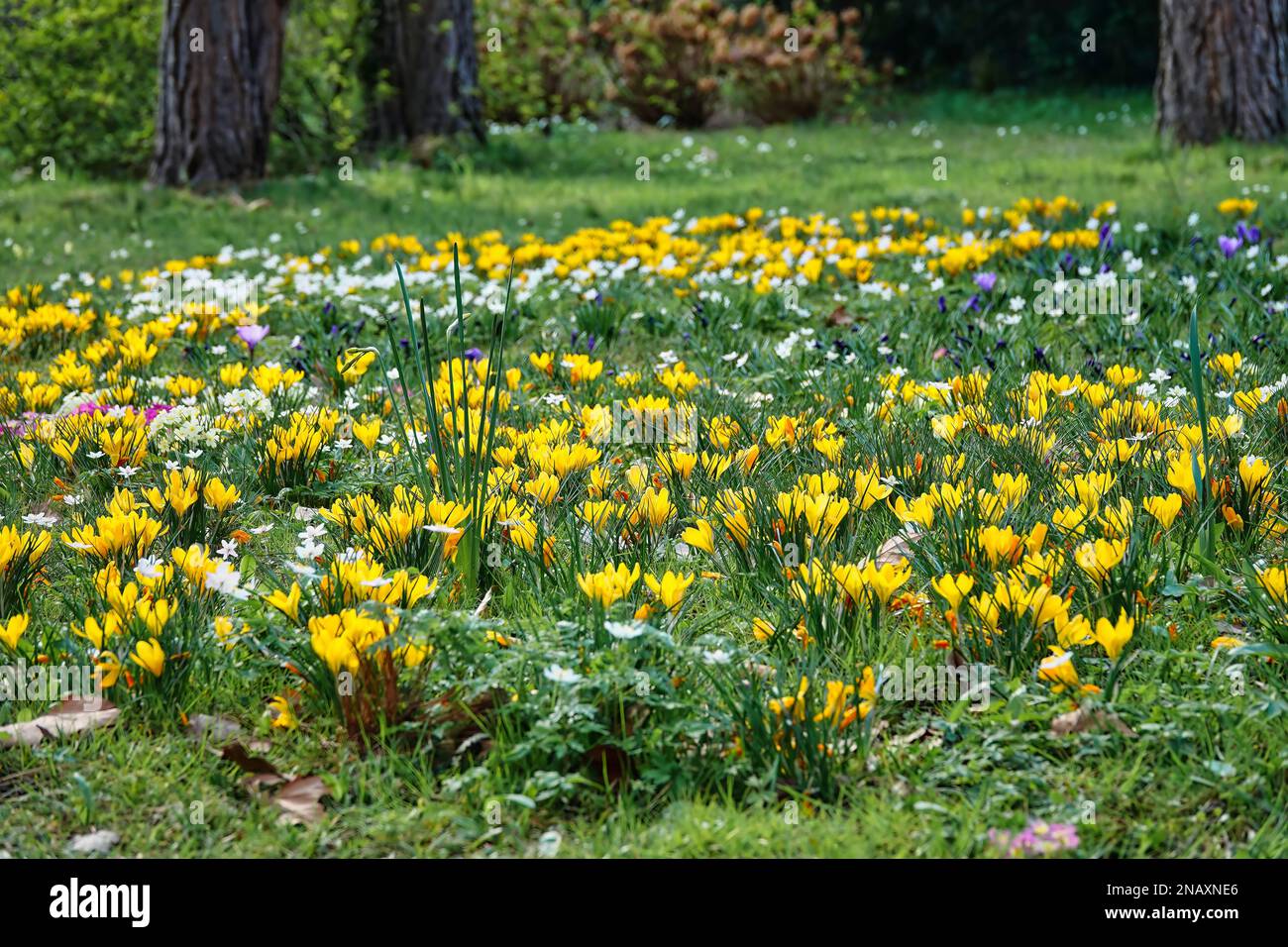 Prato con fiori di primavera Foto Stock