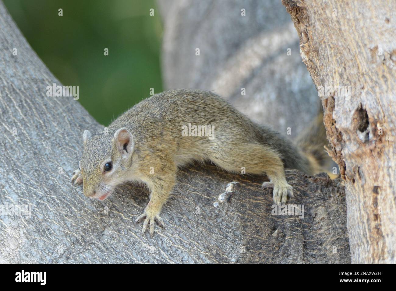 Ritratto di un albero carino scoiattolo Foto Stock
